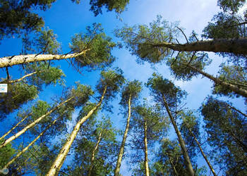 Sprzedaż gruntu Pierzchnica 106000m2