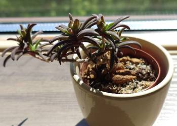 Delosperma bosseranum kaudeks miniatura w osłonce Ice plant sukulent