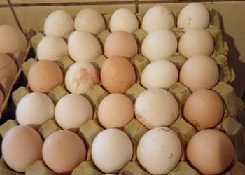 Wiejskie jajka z wolnego wybiegu