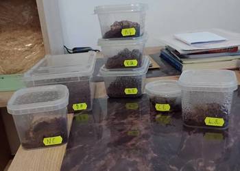 Ptaszniki Davus pentaloris, Nhandu tripepi itp