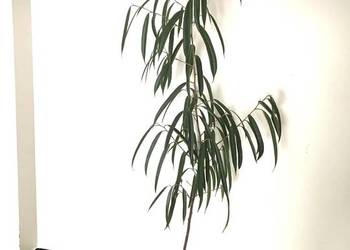 Fikus wierzbolistny Alii domowa uprawa