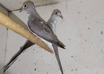 Gołąbki diamentowe szeki 2025