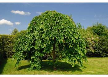 Morwa biała 'Pendula', jadalne owoce, wysokość od 1.8 do 1.9m