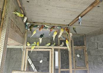 Rozelle, świergotki, nimfy, faliste, zeberki i inne