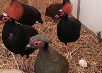 Puchoczub - Kuropatwa koroniasta