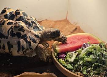 Żółw lamparci lądowy.