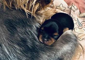 Yorkshire terrier mini