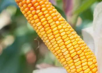 Kukurydza UŁAN FAO 270