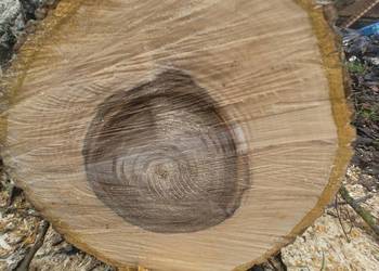 Pień orzecha włoskiego