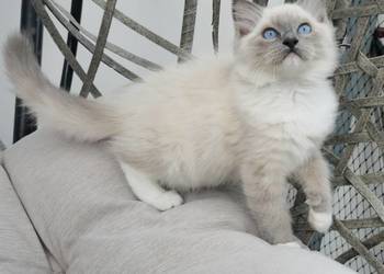 Ragdoll blue mitted