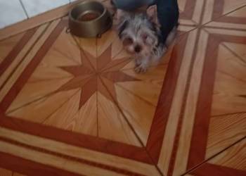 Sprzedam pieski yorki