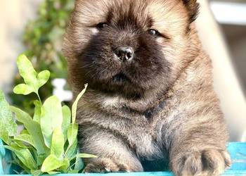 Chow chow FCI zkwp