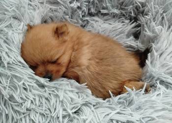 szpic miniaturowy do rezerwacji- suczka