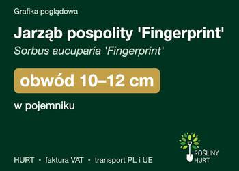Jarząb pospolity 'Fingerprint' obwód 10-12 cm, w pojemniku – HURT