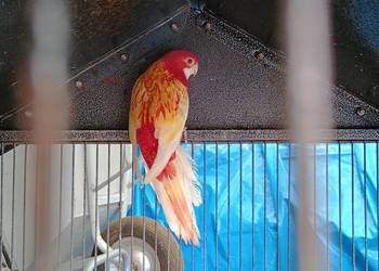 Rozella białolica rubino