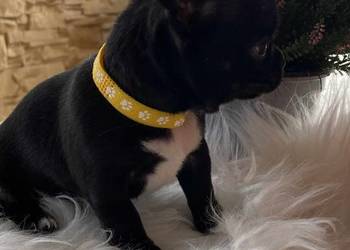 CHIHUAHUA DWIE PIĘKNE SUNIE I PIESEK