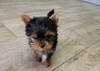 York Terrier Mini