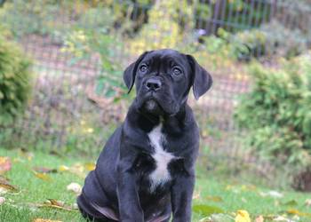 Szczeniaki Cane Corso ZKwP FCI