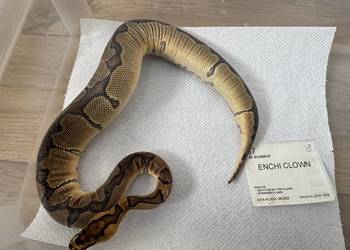 Python Królewski Regiusy  młode z 2026r