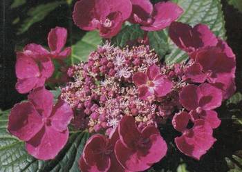 Hortensien Hortensje