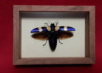 Chrząszcz w ramce 12 x 10 cm . Chrysochroa Buqueti