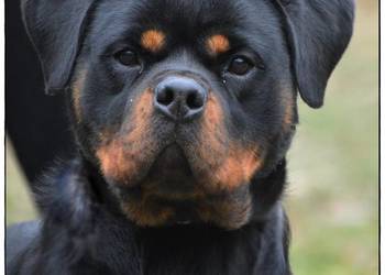 Rottweiler suczka ZKwP/FCI