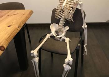 Szkielet anatomia model budowa ciała