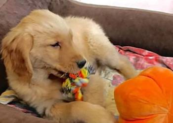 Piesek Golden retriever