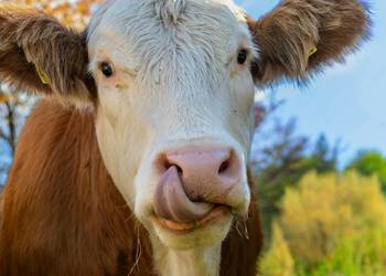 MYCOLIV KM Mieszanka paszowa uzupełniająca dla bydła 300kg