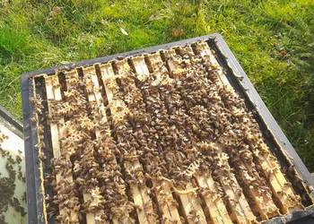 Odkłady pszczele 2026