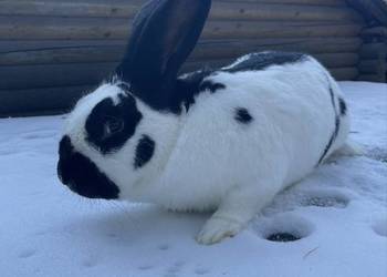 Królik srokacz samiec