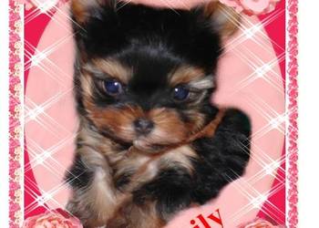 York, yorkshire terrier! MINI MICRO CUDEŃKA XXXS-Kraków