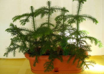 Kwiat  trzy w  jednym