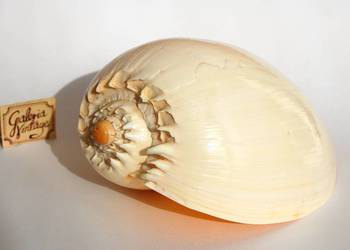 Duża muszla morska Melo aethiopicus, 18,5 cm, marynistyka