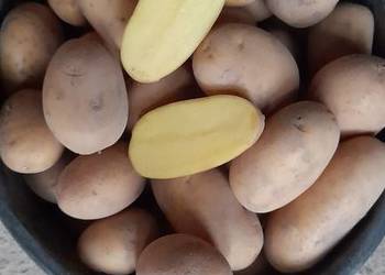 Ziemniaki jadalne Queen Anne.