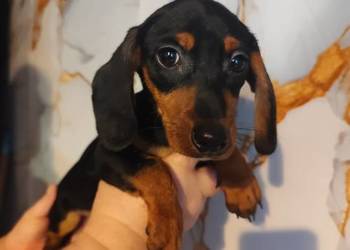 Jamnik krótkowłosy suczka