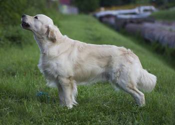 Ch.PL, Ch XK, Ch ME- Golden Retriever ZKwP (FCI)-REPRODUKTOR