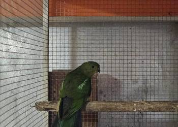 Szkarłatka królewska samiec Szkarłatka królewska samiec