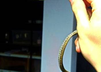 Dendrelaphis pictus RARYTAS!!!