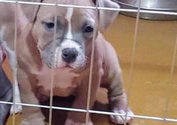 Wyjatkowe American Bully Pocket Extreme ABKC Show Quality