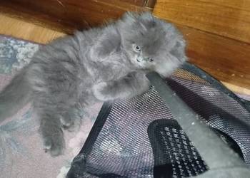 Pers kocurek perski niebieski