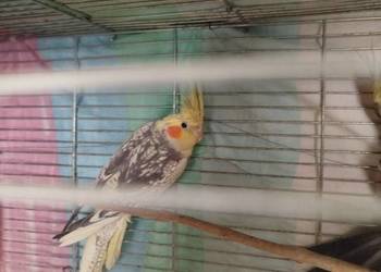 Sprzedam lub zamienię nimfy