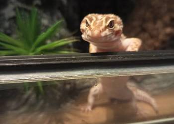 Gekon lamparci+terrarium