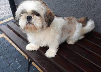 Shih Tzu reproduktor