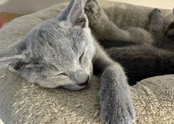 Koty rosyjskie niebieskie