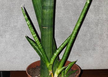 Sansewieria cylindryczna, gruba nr 2