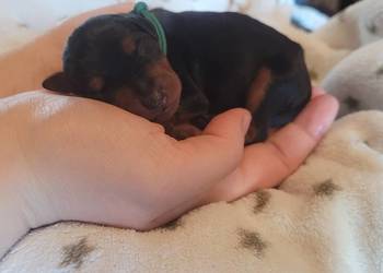 PINCZERY MINIATUROWE FCI