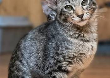 Kotka orientalna długowłosa