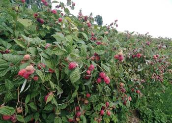 Sadzonki maliny Glen Ample i Polana Sadzonki maliny Glen Ample i Polana