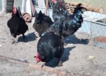 Sprzedam jaja lęgowe kur rasy marans